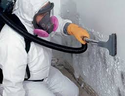 Best Black Mold Removal in USA